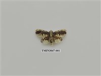 藏品(夜蛾736)的圖片